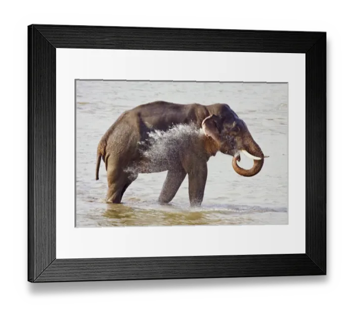 Framed Print : Indian  /  Asian Elephant in the river Ramganga, Corbett National Park, India