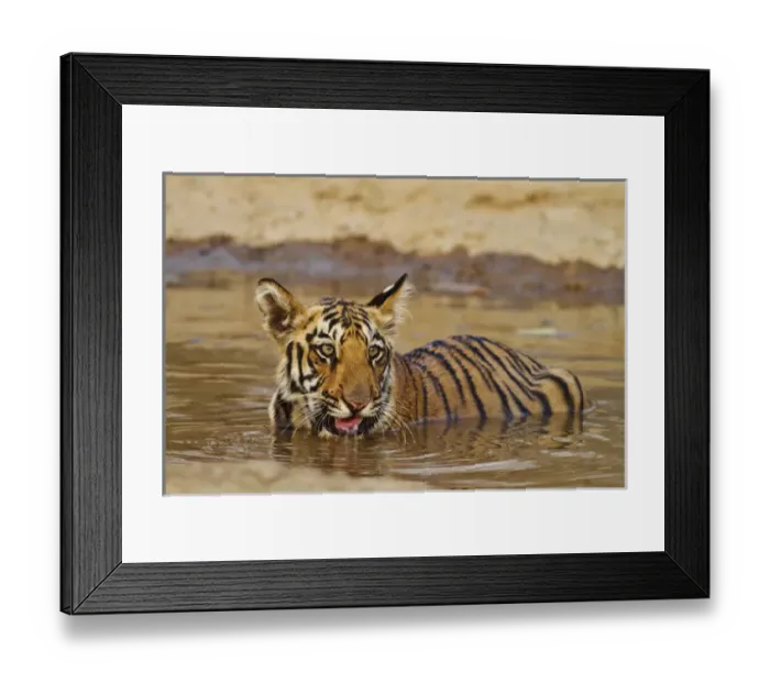 Framed Print : Royal Bengal Tiger cub, drinking water in the waterhole, Tadoba Andheri Tiger Reserve