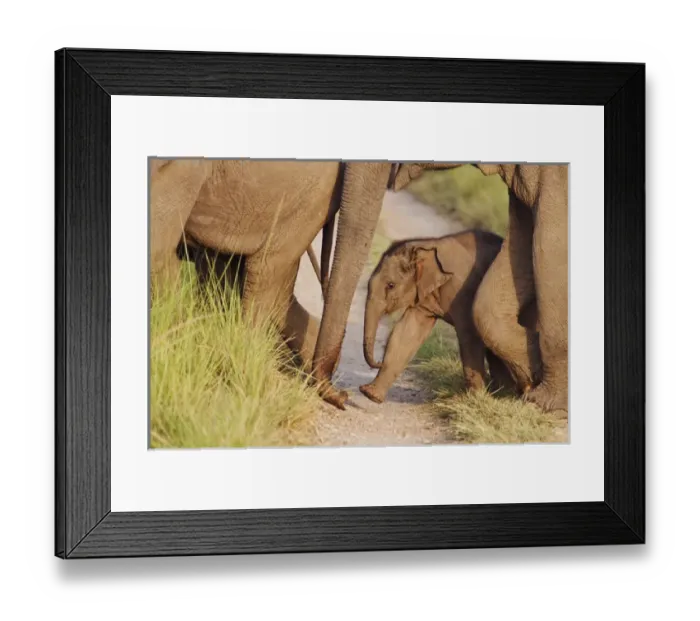Framed Print : Young one of Indian / Asian Elephant, walking in the herd, Corbett National Park, India Framed Print : Young one of Indian / Asian Elephant, walking in the herd, Corbett National Park, India