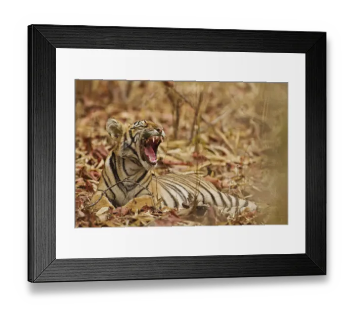 Framed Print : Royal Bengal Tiger cub yawning, Tadoba Andheri Tiger Reserve, India