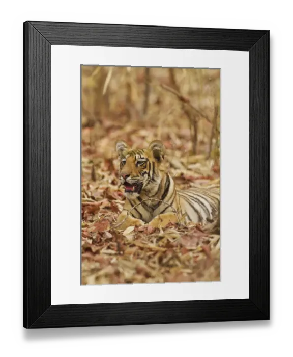 Framed Print : Young one of Royal Bengal Tiger, Tadoba Andheri Tiger Reserve, India Framed Print : Young one of Royal Bengal Tiger, Tadoba Andheri Tiger Reserve, India