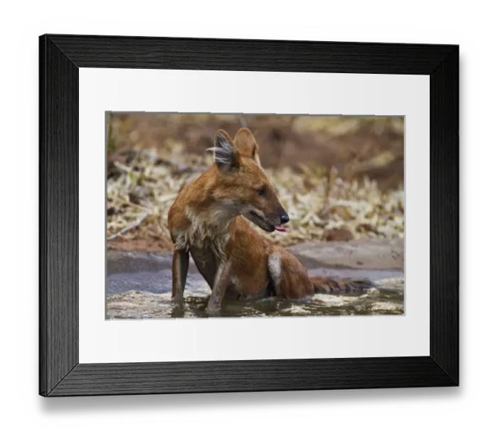 Framed Print : Wild Dogs, Tadoba Andheri Tiger Reserve (TATR), India