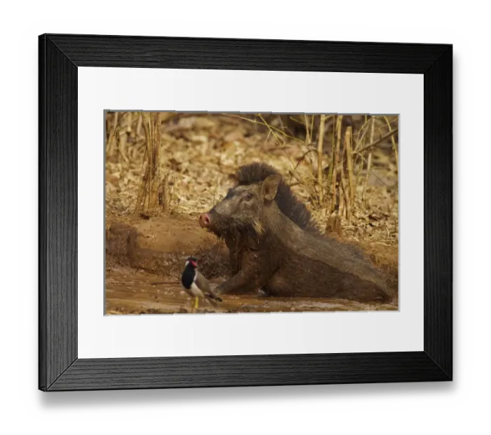 Framed Print : Wild Boar, Tadoba Andheri Tiger Reserve (TATR), India Framed Print : Wild Boar, Tadoba Andheri Tiger Reserve (TATR), India