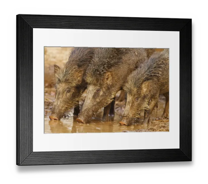 Framed Print : Wild Boars drinking water in the waterhole, Tadoba Andheri Tiger Reserve (TATR), India Framed Print : Wild Boars drinking water in the waterhole, Tadoba Andheri Tiger Reserve (TATR), India
