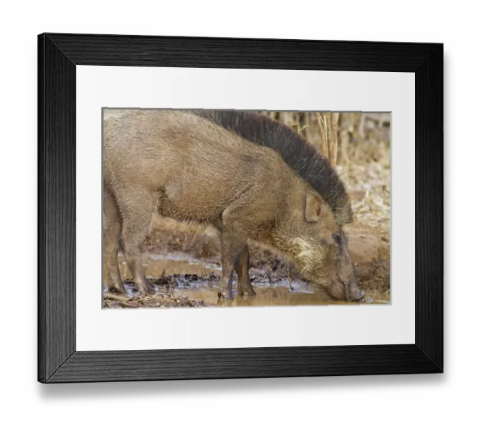 Framed Print : Wild Boar, Tadoba Andheri Tiger Reserve (TATR), India Framed Print : Wild Boar, Tadoba Andheri Tiger Reserve (TATR), India