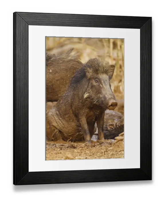 Framed Print : Wild Boar, Tadoba Andheri Tiger Reserve (TATR), India Framed Print : Wild Boar, Tadoba Andheri Tiger Reserve (TATR), India