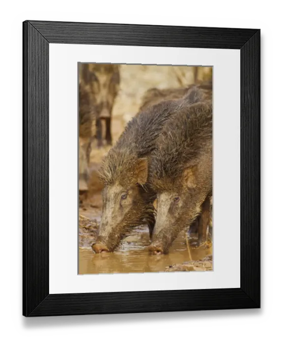 Framed Print : Wild Boar, Tadoba Andheri Tiger Reserve (TATR), India Framed Print : Wild Boar, Tadoba Andheri Tiger Reserve (TATR), India