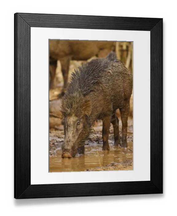 Framed Print : Wild Boar, Tadoba Andheri Tiger Reserve (TATR), India Framed Print : Wild Boar, Tadoba Andheri Tiger Reserve (TATR), India