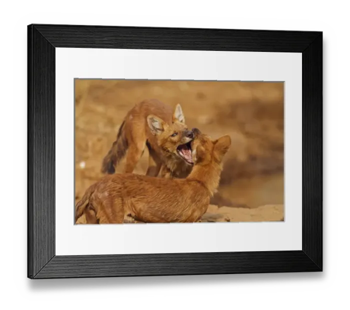 Framed Print : Wild Dogs interacting, Tadoba Andheri Tiger Reserve (TATR), India