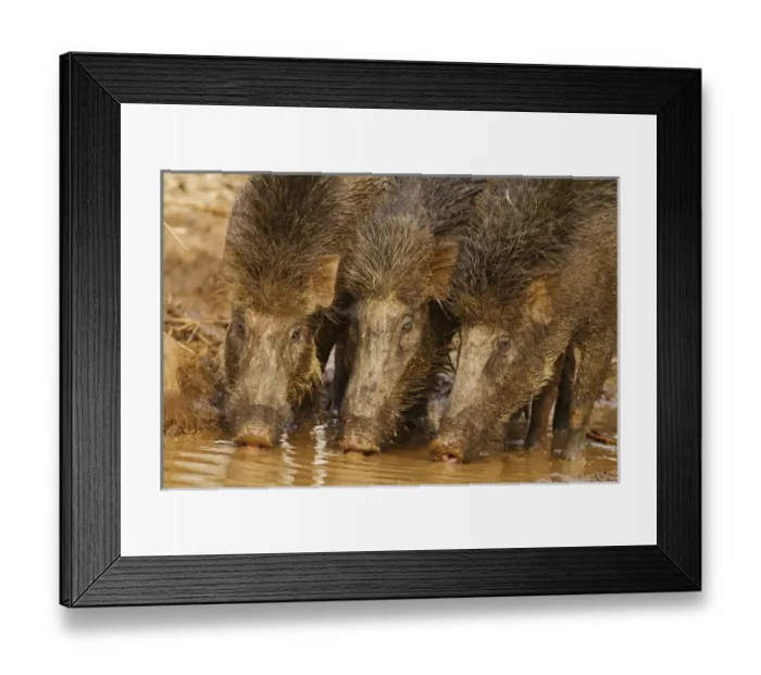 Framed Print : Wild Boars drinking water in the waterhole, Tadoba Andheri Tiger Reserve (TATR), India Framed Print : Wild Boars drinking water in the waterhole, Tadoba Andheri Tiger Reserve (TATR), India