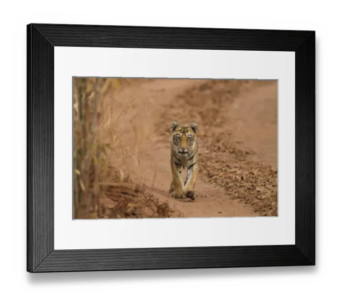 Framed Print : Royal Bengal Tiger cub on the move, Tadoba Andheri Tiger Reserve, India Framed Print : Royal Bengal Tiger cub on the move, Tadoba Andheri Tiger Reserve, India