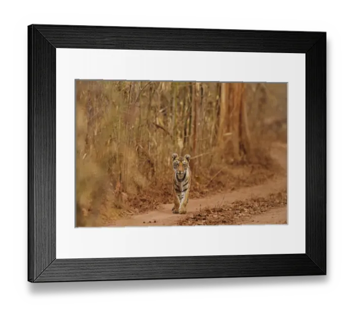 Framed Print : Royal Bengal Tiger cub on the move, Tadoba Andheri Tiger Reserve, India Framed Print : Royal Bengal Tiger cub on the move, Tadoba Andheri Tiger Reserve, India
