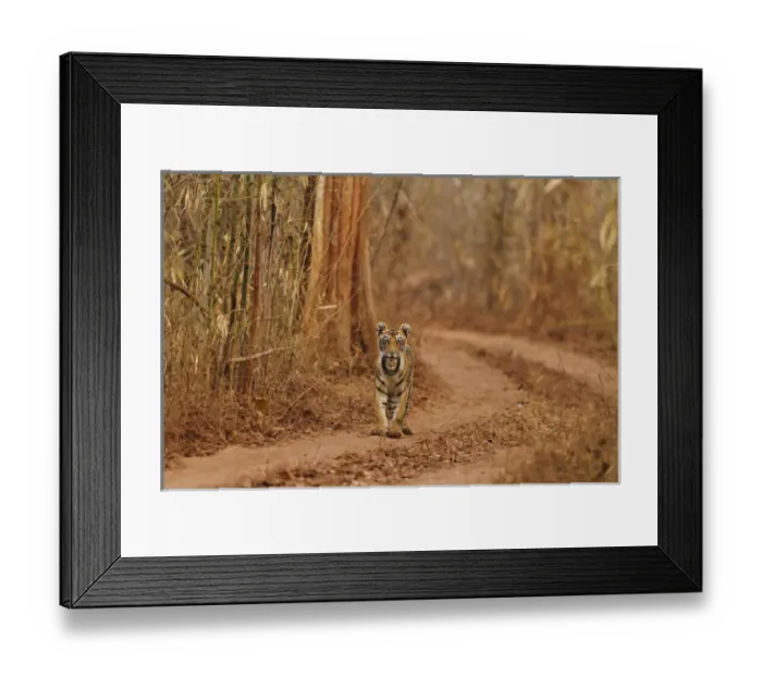 Framed Print : Royal Bengal Tiger cub on the move, Tadoba Andheri Tiger Reserve, India Framed Print : Royal Bengal Tiger cub on the move, Tadoba Andheri Tiger Reserve, India