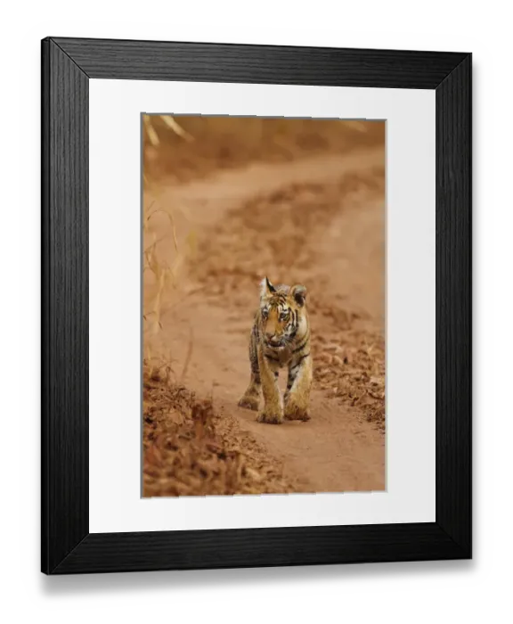 Framed Print : Royal Bengal Tiger cub on the move, Tadoba Andheri Tiger Reserve, India Framed Print : Royal Bengal Tiger cub on the move, Tadoba Andheri Tiger Reserve, India