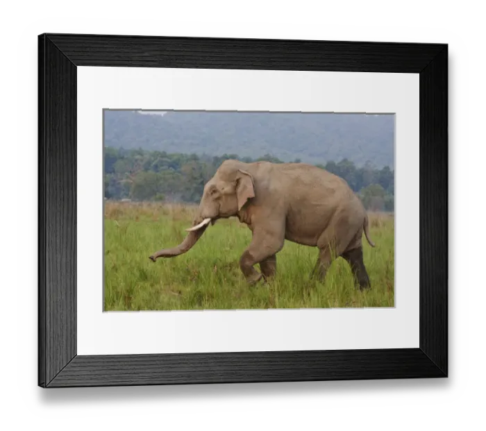 Framed Print : Indian / Asian Elephant, malr, in the savannah, Corbett National Park, India Framed Print : Indian / Asian Elephant, malr, in the savannah, Corbett National Park, India