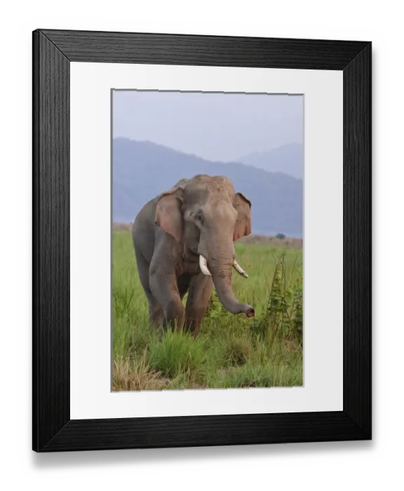 Framed Print : Indian / Asian Elephant, malr, in the savannah, Corbett National Park, India Framed Print : Indian / Asian Elephant, malr, in the savannah, Corbett National Park, India