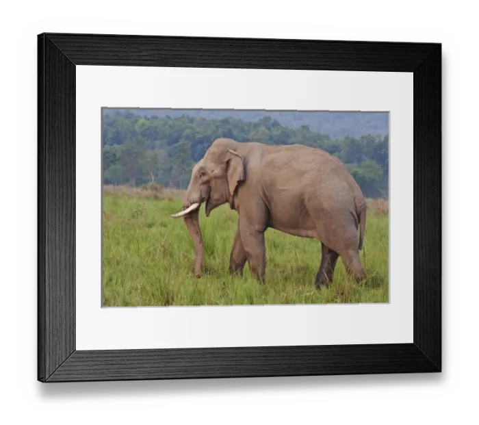 Framed Print : Indian / Asian Elephant (tusker), Corbett National Park, India Framed Print : Indian / Asian Elephant (tusker), Corbett National Park, India