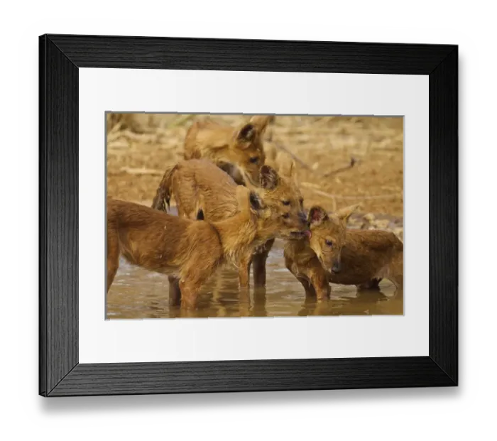 Framed Print : Wild Dogs in the waterhole, Tadoba Andheri Tiger Reserve (TATR), India Framed Print : Wild Dogs in the waterhole, Tadoba Andheri Tiger Reserve (TATR), India