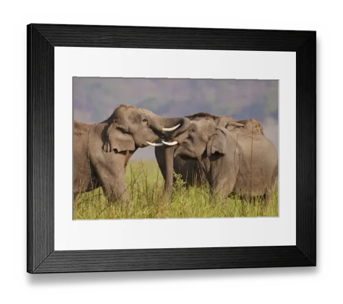 Framed Print : Indian  /  Asian Elephants sparring, , Corbett National Park, India