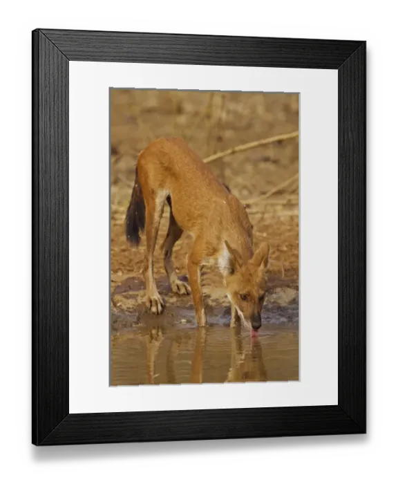 Framed Print : Wild Dogs in the waterhole, Tadoba Andheri Tiger Reserve (TATR), India Framed Print : Wild Dogs in the waterhole, Tadoba Andheri Tiger Reserve (TATR), India