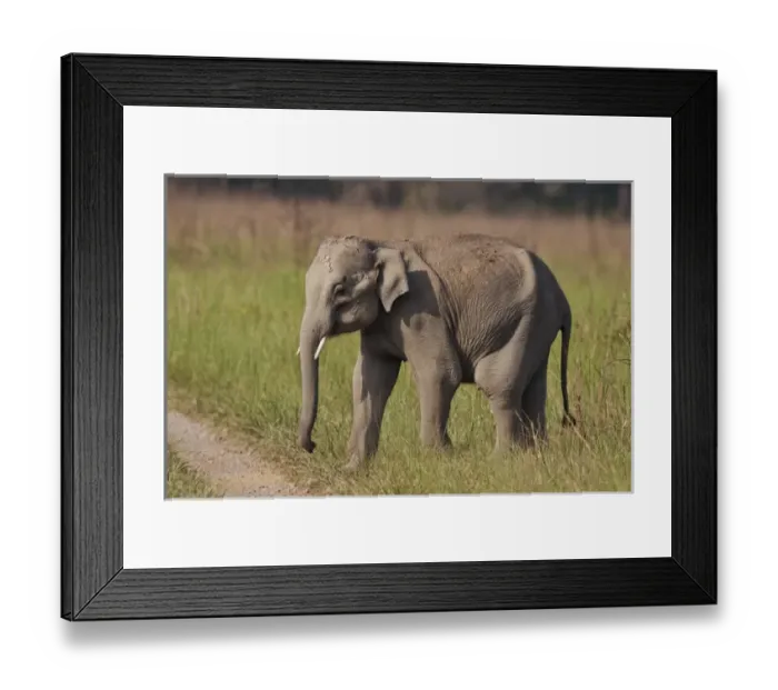 Framed Print : Young one of Indian / Asian Elephant, Corbett National Park, India Framed Print : Young one of Indian / Asian Elephant, Corbett National Park, India