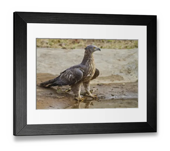 Framed Print : Honey Buzzard at the waterhole, Tadoba Andheri Tiger Reserve (TATR), Maharashtra Framed Print : Honey Buzzard at the waterhole, Tadoba Andheri Tiger Reserve (TATR), Maharashtra