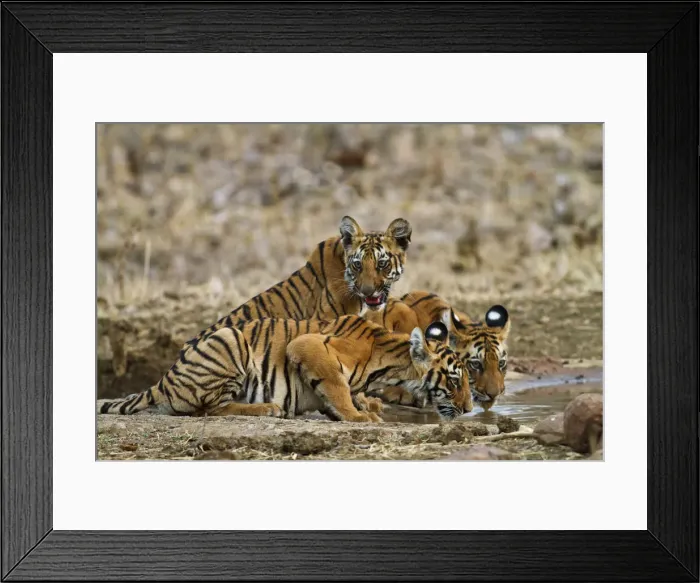 Framed Print : Royal Bengal Tiger cubs at the waterhole, Tadoba Andheri Tiger Reserve, India Framed Print : Royal Bengal Tiger cubs at the waterhole, Tadoba Andheri Tiger Reserve, India