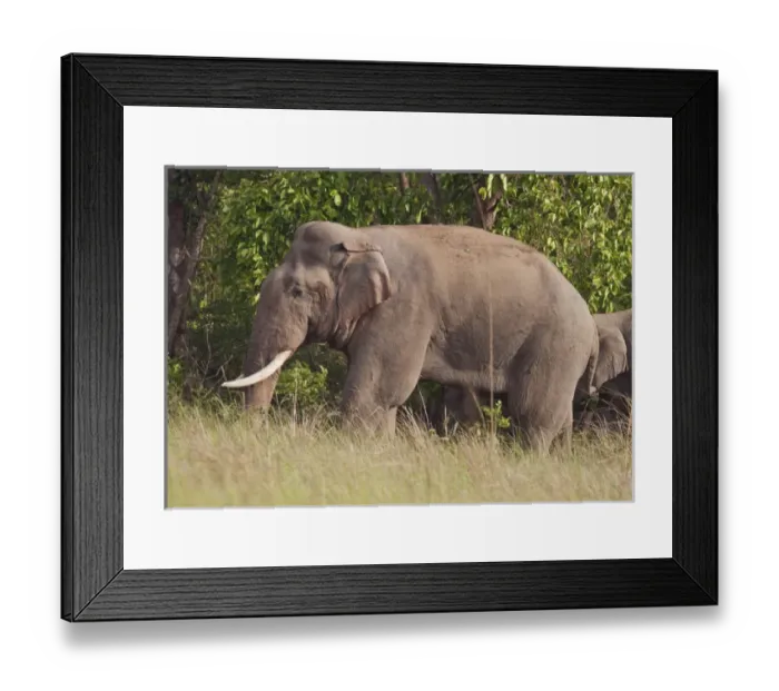 Framed Print : Indian / Asian Elephant (Tusker), Corbett National Park, India Framed Print : Indian / Asian Elephant (Tusker), Corbett National Park, India