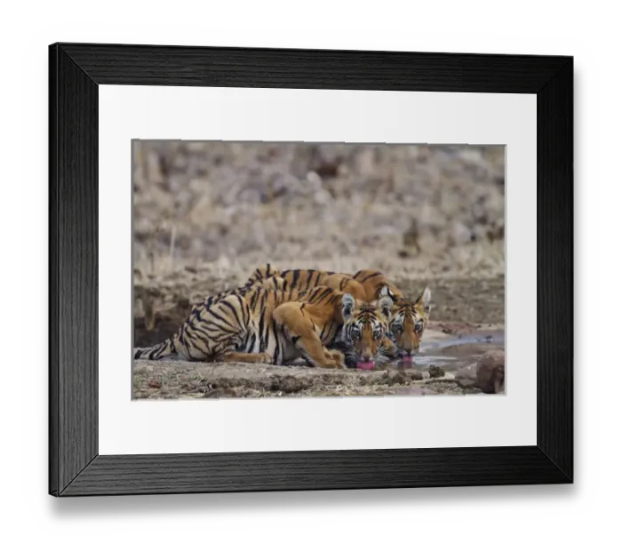 Framed Print : Royal Bengal Tiger cubs at the waterhole, Tadoba Andheri Tiger Reserve, India