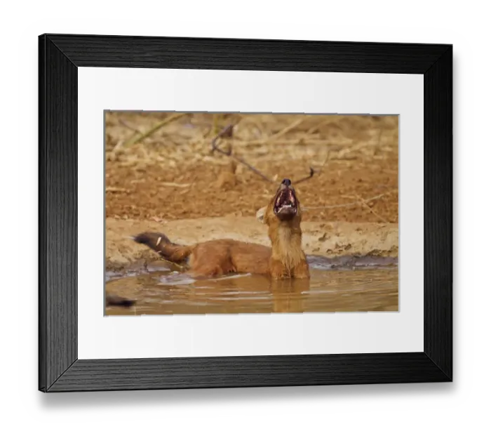 Framed Print : Wild Dog catching the scent, Tadoba Andheri Tiger Reserve (TATR), India Framed Print : Wild Dog catching the scent, Tadoba Andheri Tiger Reserve (TATR), India