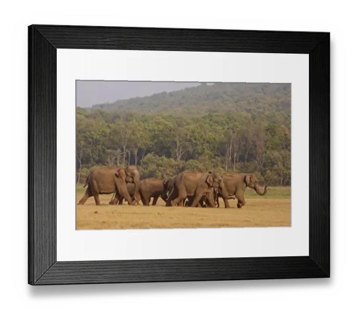 Framed Print : Indian / Asian Elephant herd, on the move, Corbett National Park, India Framed Print : Indian / Asian Elephant herd, on the move, Corbett National Park, India