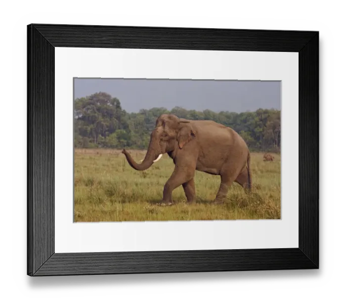 Framed Print : Indian / Asian Elephant, communicating with the herd, Corbett National Park, India Framed Print : Indian / Asian Elephant, communicating with the herd, Corbett National Park, India