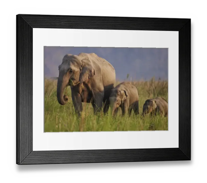 Framed Print : Indian / Asian Elephant, mother and calves, Corbett National Park, India Framed Print : Indian / Asian Elephant, mother and calves, Corbett National Park, India