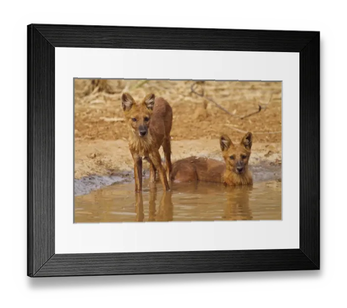 Framed Print : Wild Dogs in the waterhole, Tadoba Andheri Tiger Reserve (TATR), India Framed Print : Wild Dogs in the waterhole, Tadoba Andheri Tiger Reserve (TATR), India