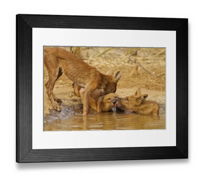 Framed Print : Wild Dogs in the waterhole, Tadoba Andheri Tiger Reserve (TATR), India