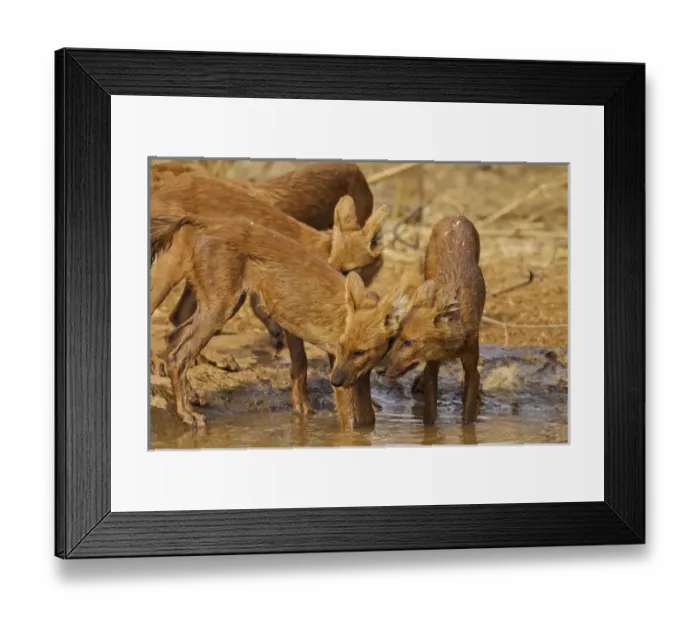 Framed Print : Wild Dogs in the waterhole, Tadoba Andheri Tiger Reserve (TATR), India