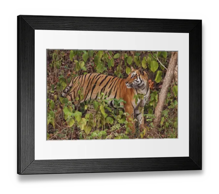 Framed Print : Royal Bengal Tiger in the Sal forest Framed Print : Royal Bengal Tiger in the Sal forest