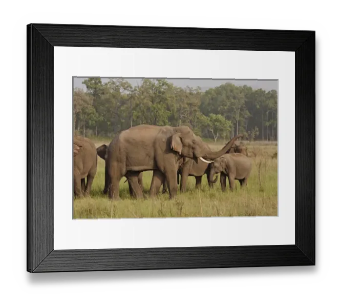 Framed Print : Herd of Indian  /  Asian Elephants, Corbett National Park, India