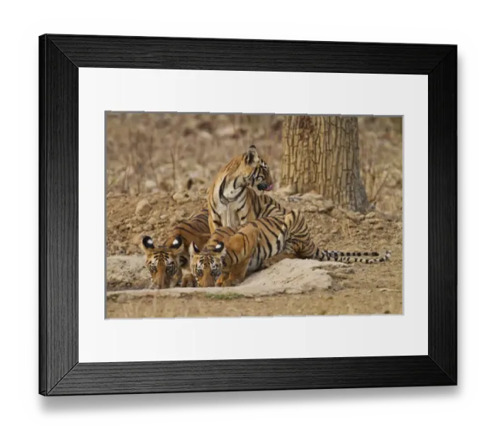Framed Print : Royal Bengal Tiger cubs at the waterhole, Tadoba Andheri Tiger Reserve, India Framed Print : Royal Bengal Tiger cubs at the waterhole, Tadoba Andheri Tiger Reserve, India