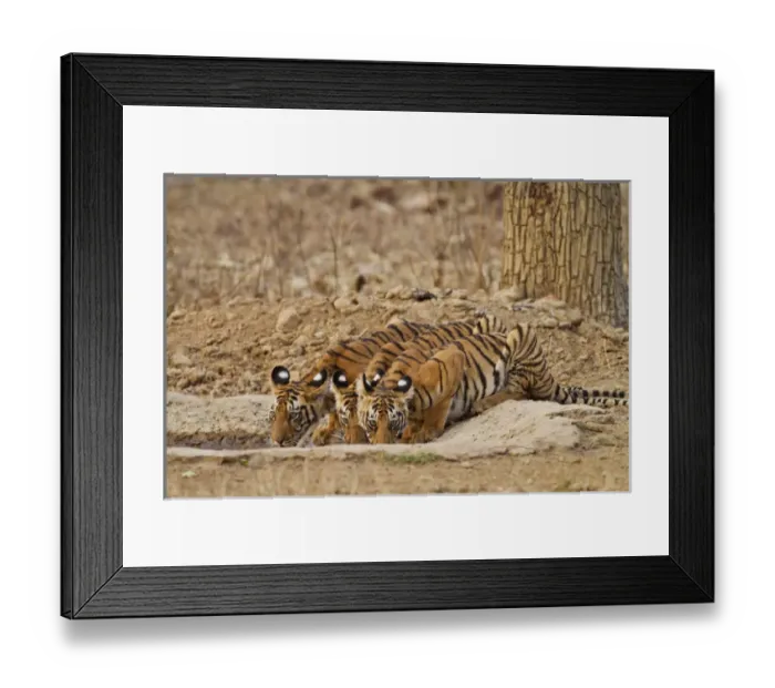 Framed Print : Royal Bengal Tiger cubs at the waterhole, Tadoba Andheri Tiger Reserve, India
