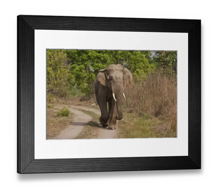 Framed Print : Indian / Asian Elephant, tusker on the track, Corbett National Park, India Framed Print : Indian / Asian Elephant, tusker on the track, Corbett National Park, India