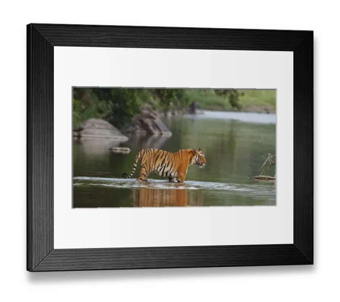 Framed Print : Royal Bengal Tiger, in the river Ramganga Framed Print : Royal Bengal Tiger, in the river Ramganga