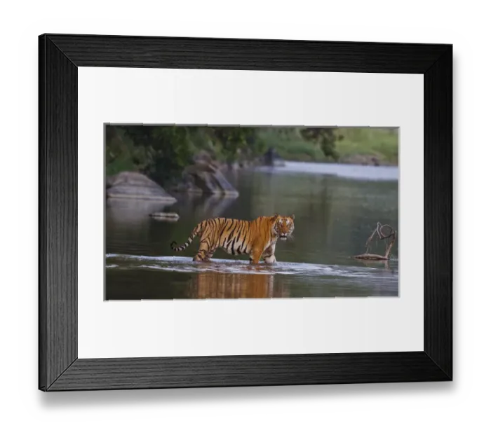 Framed Print : Royal Bengal Tiger, crossing the river Ramganga Framed Print : Royal Bengal Tiger, crossing the river Ramganga