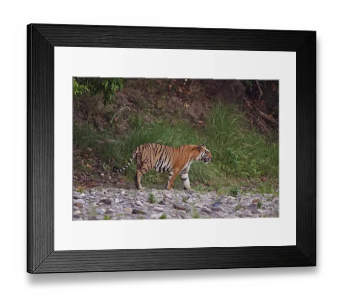 Framed Print : Royal Bengal Tiger on the riverbed of Ramganga river Framed Print : Royal Bengal Tiger on the riverbed of Ramganga river