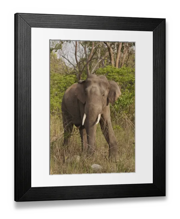 Framed Print : Indian  /  Asian Elephant, Corbett National Park, India