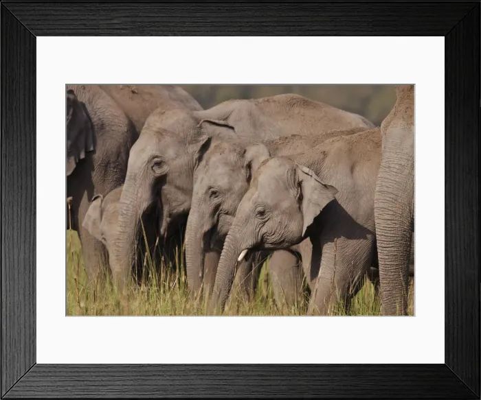 Framed Print : Young Indian / Asian Elephants, Corbett National Park, India Framed Print : Young Indian / Asian Elephants, Corbett National Park, India