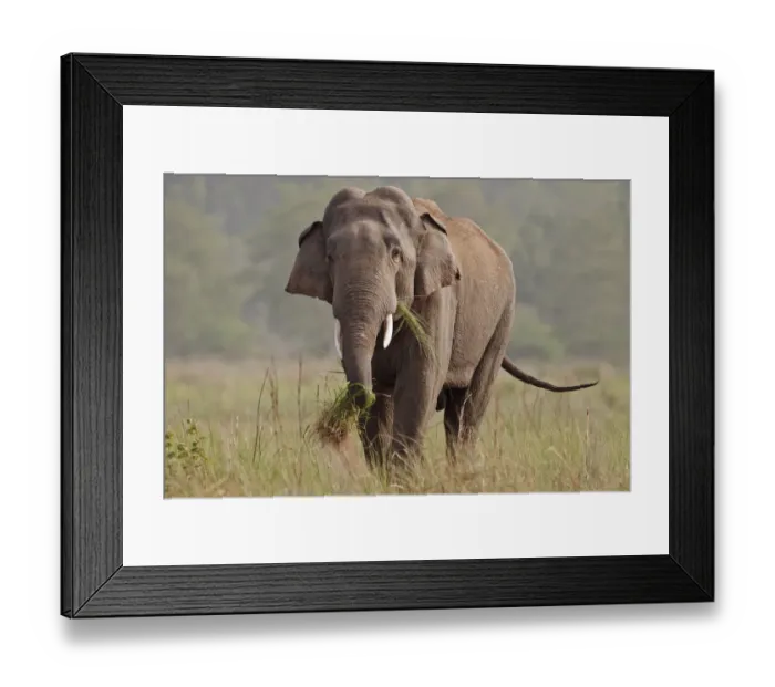 Framed Print : Indian / Asian Elephant, tusker, feeding, Corbett National Park, India Framed Print : Indian / Asian Elephant, tusker, feeding, Corbett National Park, India