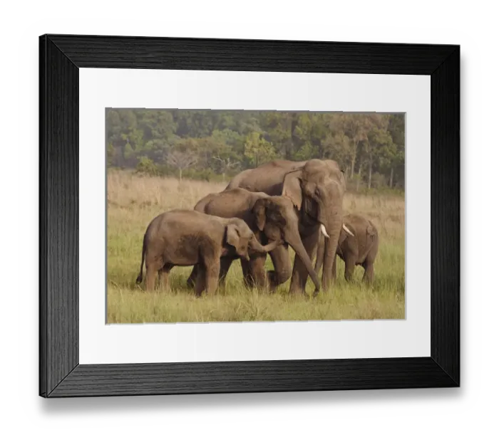 Framed Print : Herd of Indian / Asian Elephants, Corbett National Park, India Framed Print : Herd of Indian / Asian Elephants, Corbett National Park, India
