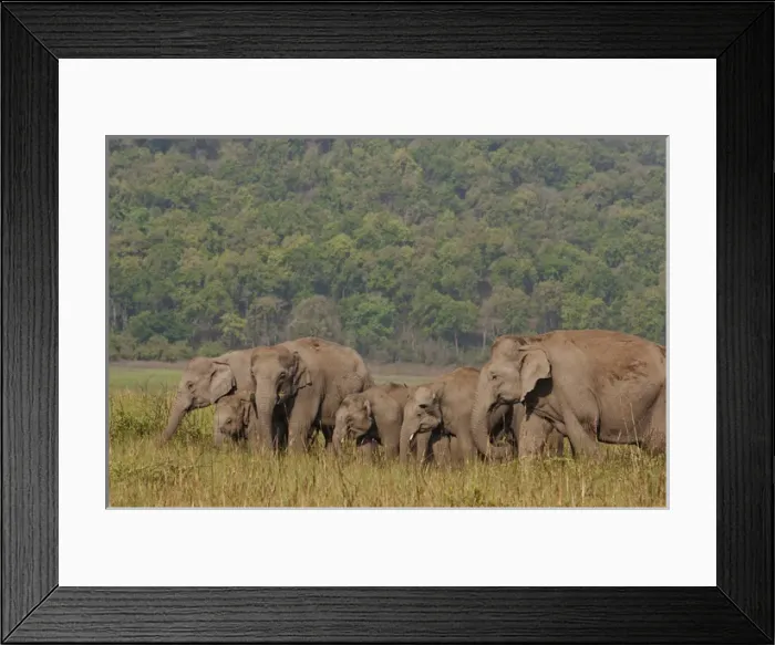 Framed Print : Indian / Asian Elephants in the grassland, Corbett National Park, India Framed Print : Indian / Asian Elephants in the grassland, Corbett National Park, India