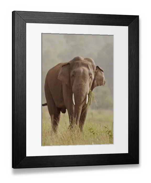 Framed Print : Indian  /  Asian Elephant (tusker) feeding, Corbett National Park, India